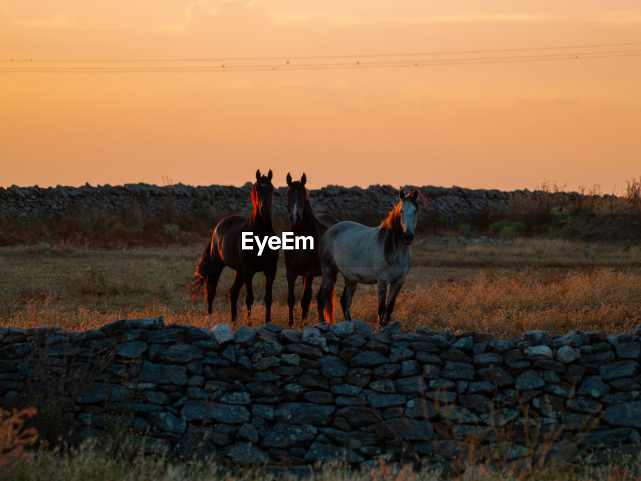 HORSES STANDING IN RANCH AGAINST SKY