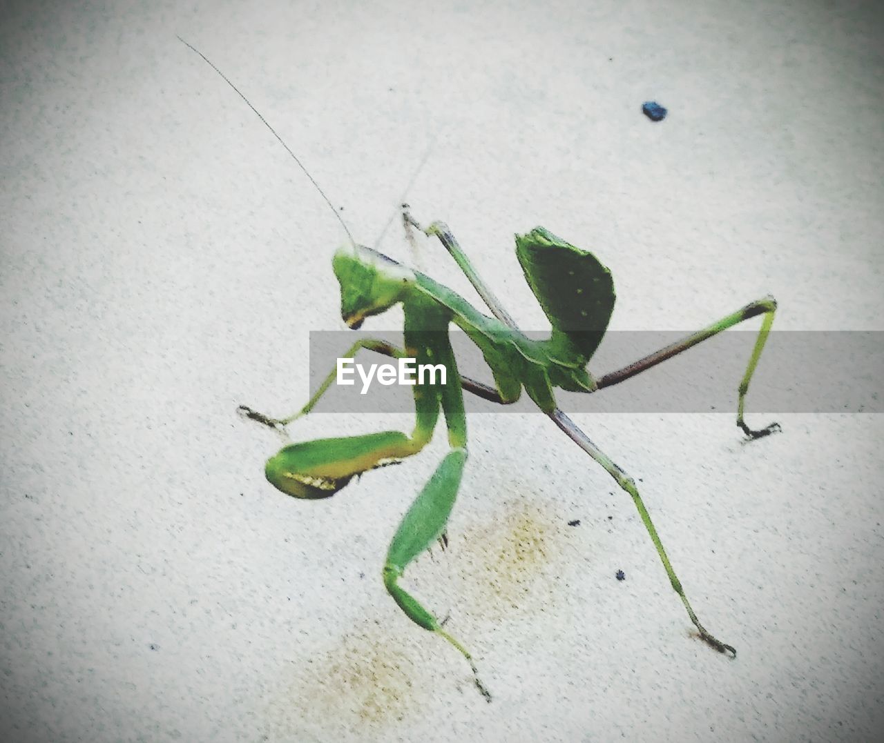 HIGH ANGLE VIEW OF INSECT ON GREEN WALL