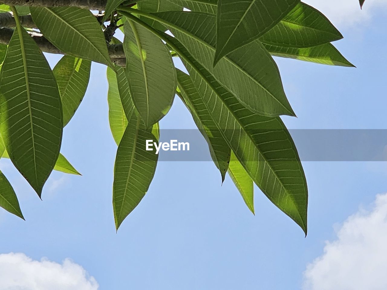 leaf, plant part, tree, sky, green, plant, nature, cloud, branch, low angle view, sunlight, beauty in nature, no people, environment, growth, outdoors, flower, tropical climate, day, blue, tranquility