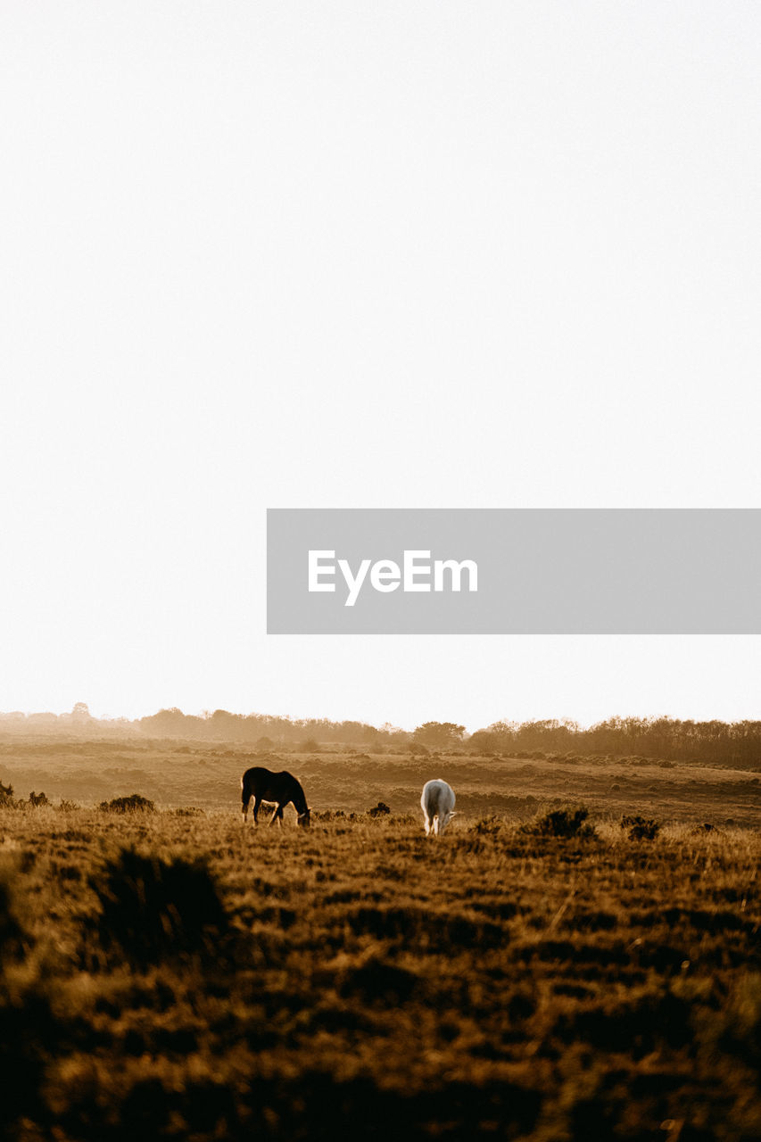 Horses in golden hour grazing