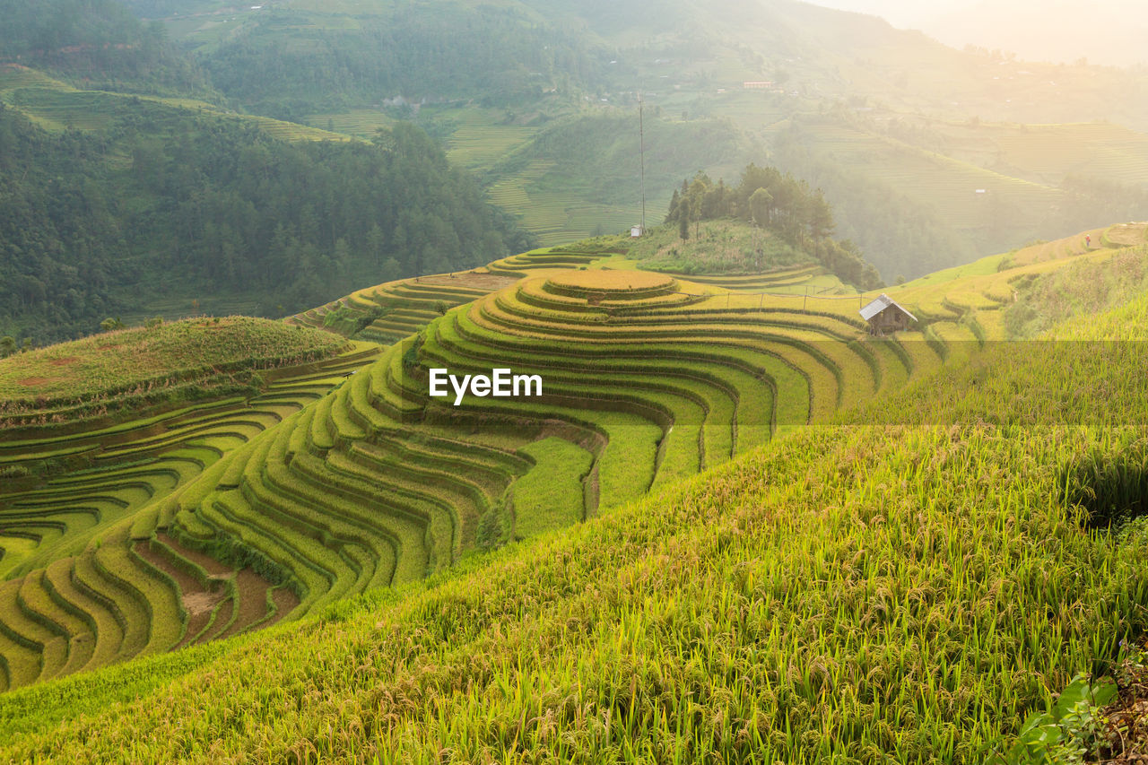 Scenic view of rice paddy