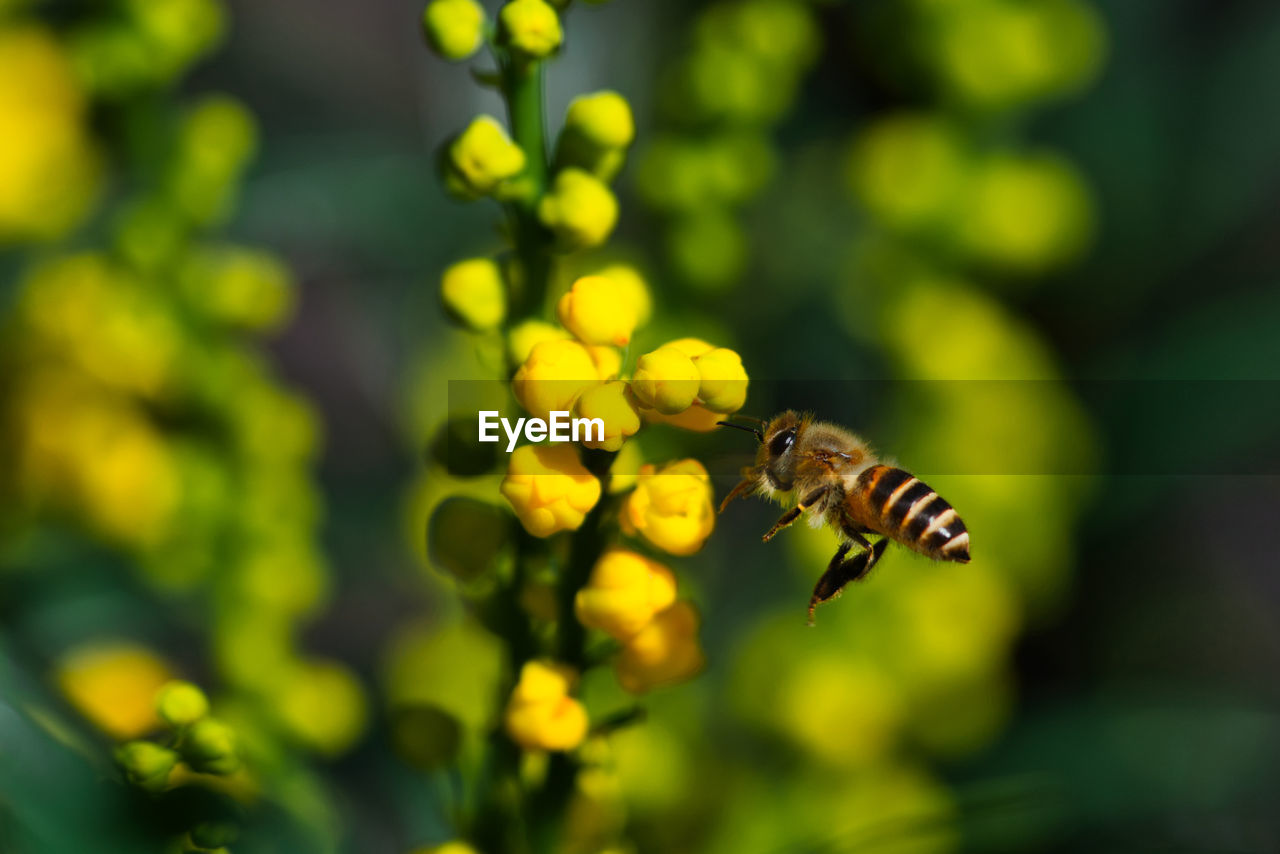 CLOSE-UP OF BEE ON FLOWER