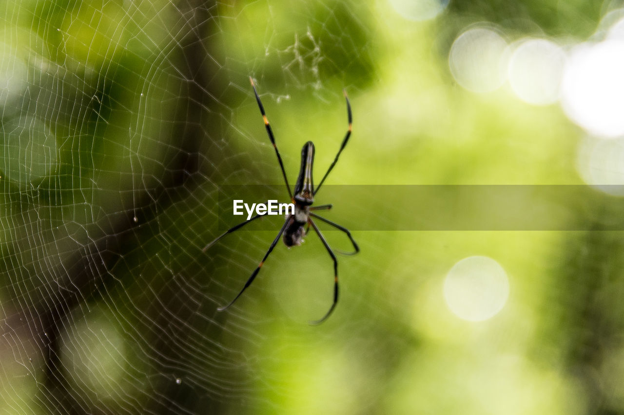 CLOSE-UP OF SPIDER WEB AGAINST BLURRED BACKGROUND