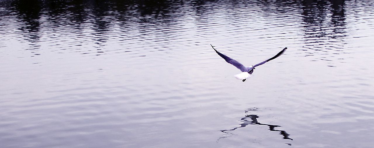 BIRDS FLYING OVER A LAKE