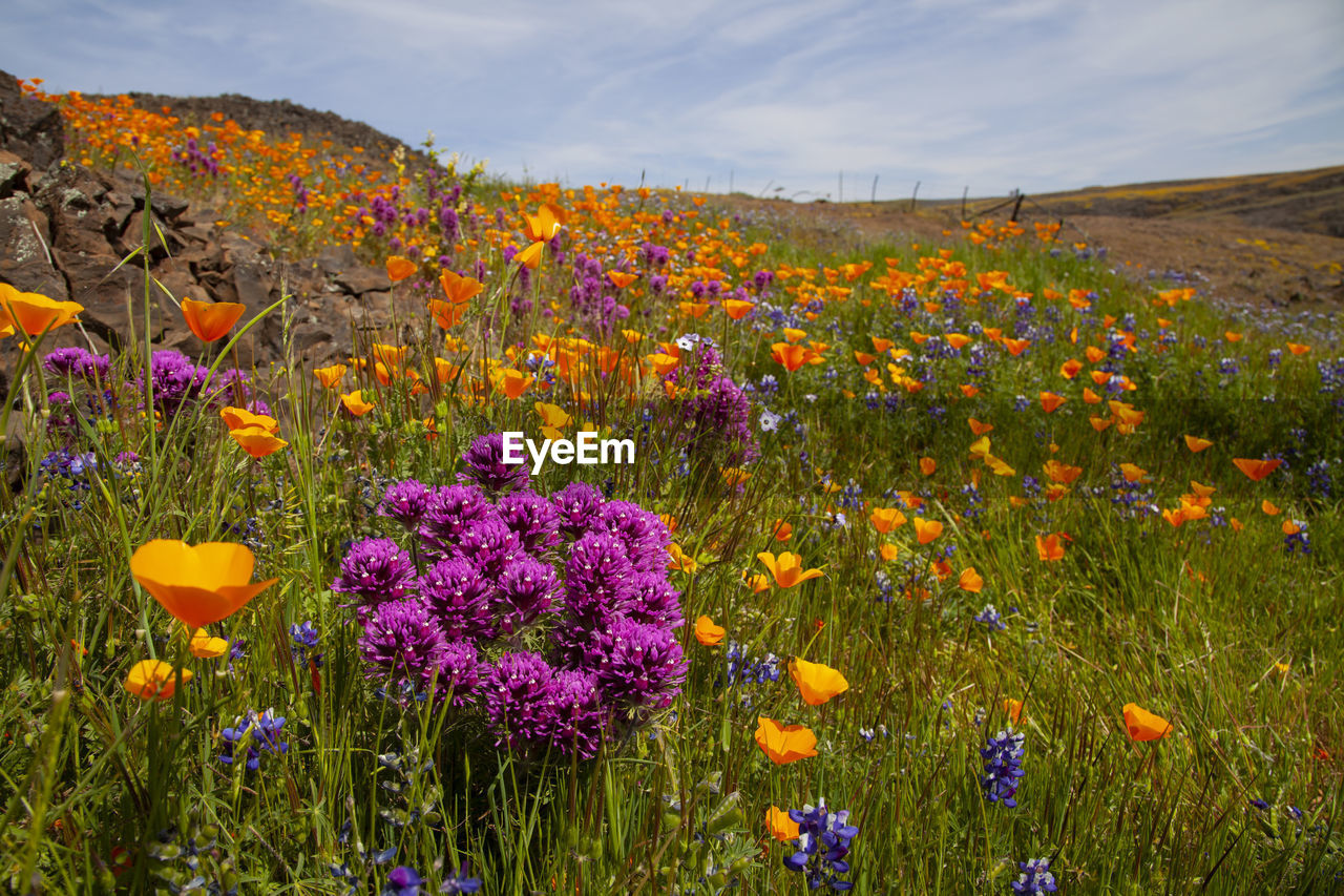 Spring flowers blossoming in north table mountain, california, usa