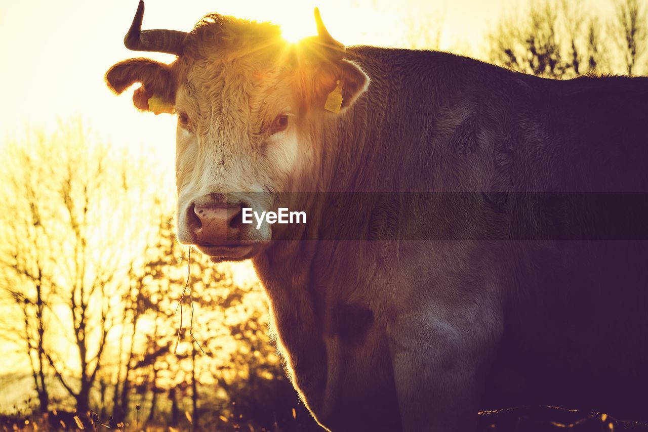 Close-up portrait of cow at sunset