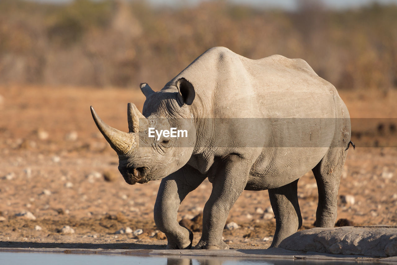 Rhinoceros standing at lakeshore