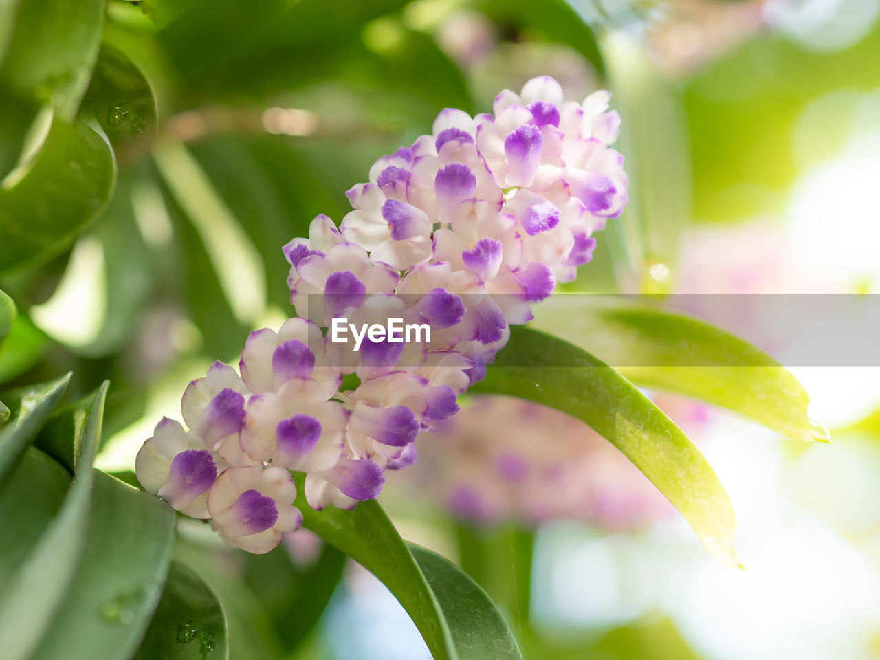 CLOSE-UP OF FRESH PURPLE FLOWERING PLANT