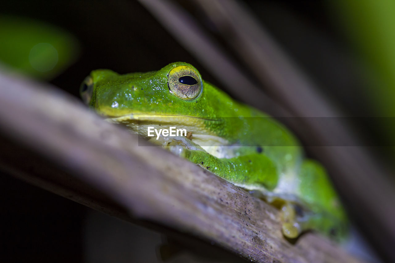 CLOSE-UP OF A FROG