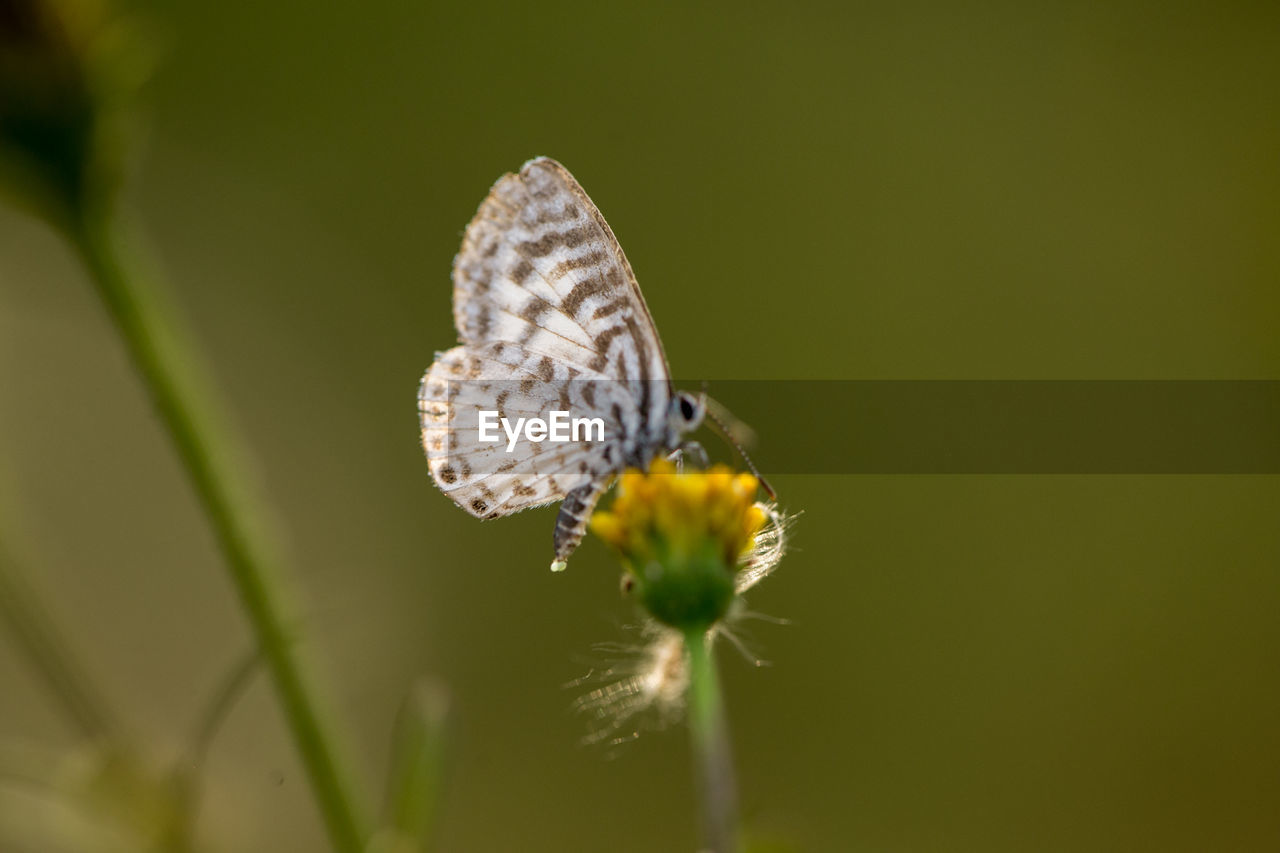 BUTTERFLY POLLINATING ON FLOWER