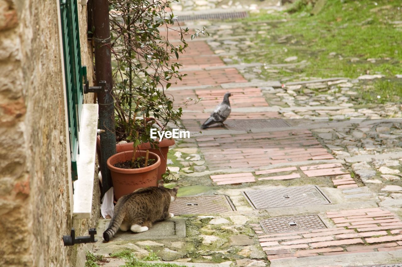 High angle view of cat and pigeon on footpath