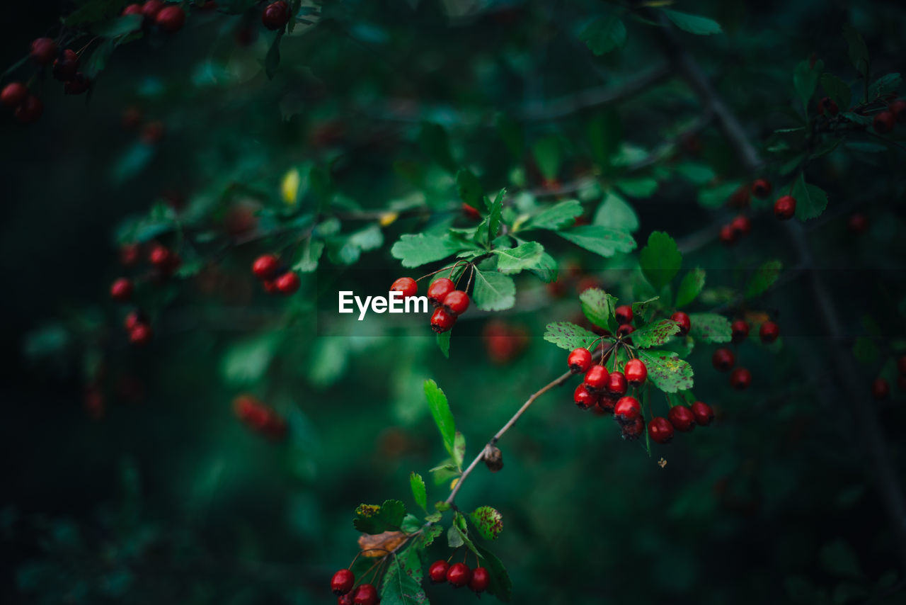 Close-up of red berries growing on tree