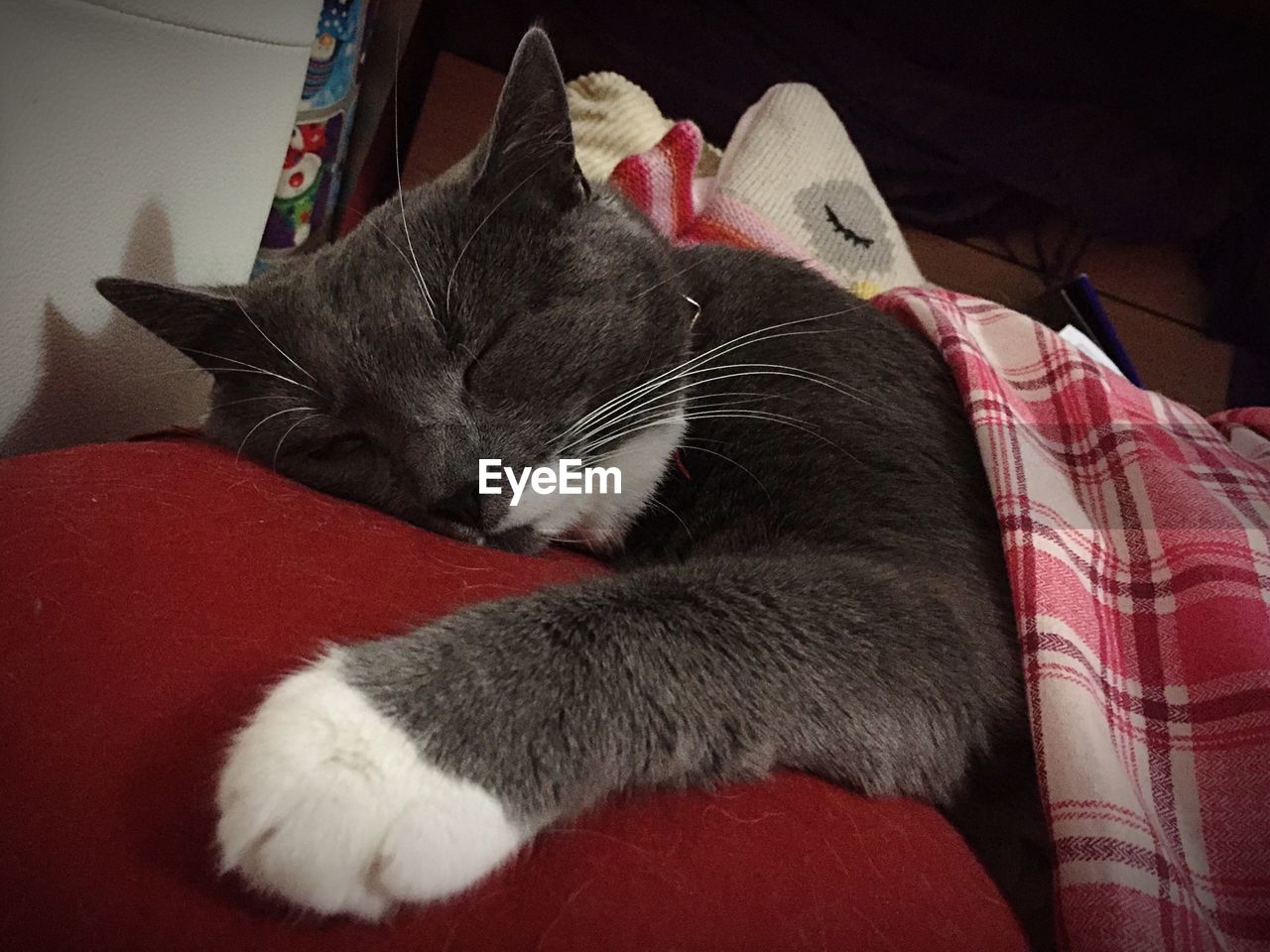 WHITE CAT SLEEPING ON BED