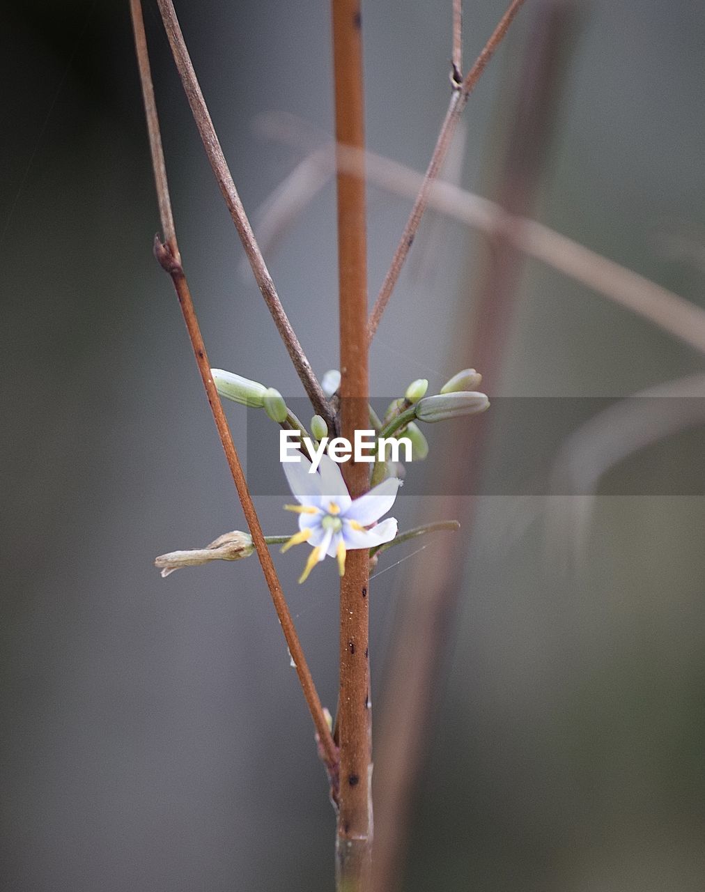 Close-up of flowering plant