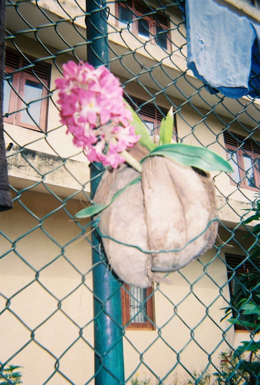 CLOSE-UP OF FLOWERS IN CHAINLINK FENCE