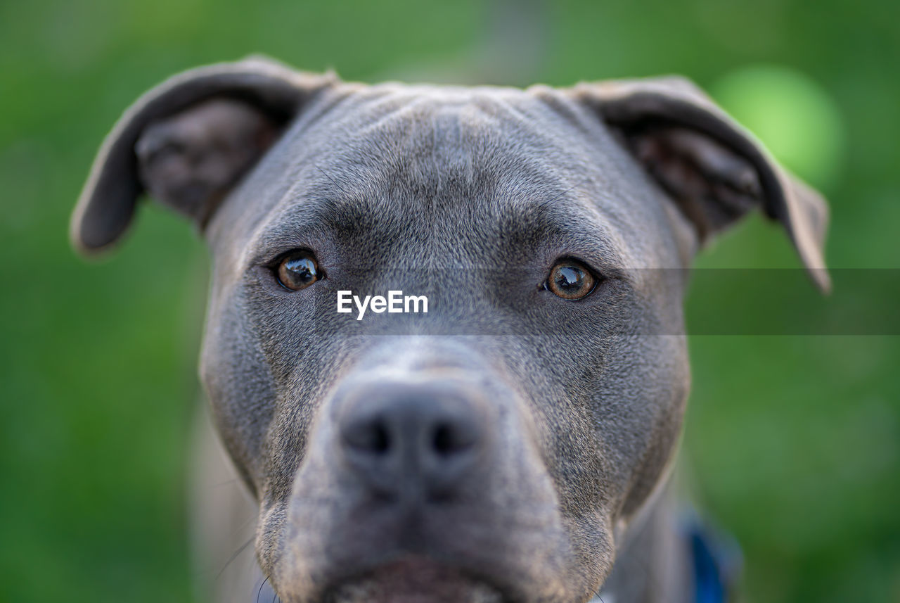 Close up of a pitbull puppy looking at you in a shallow depth of field