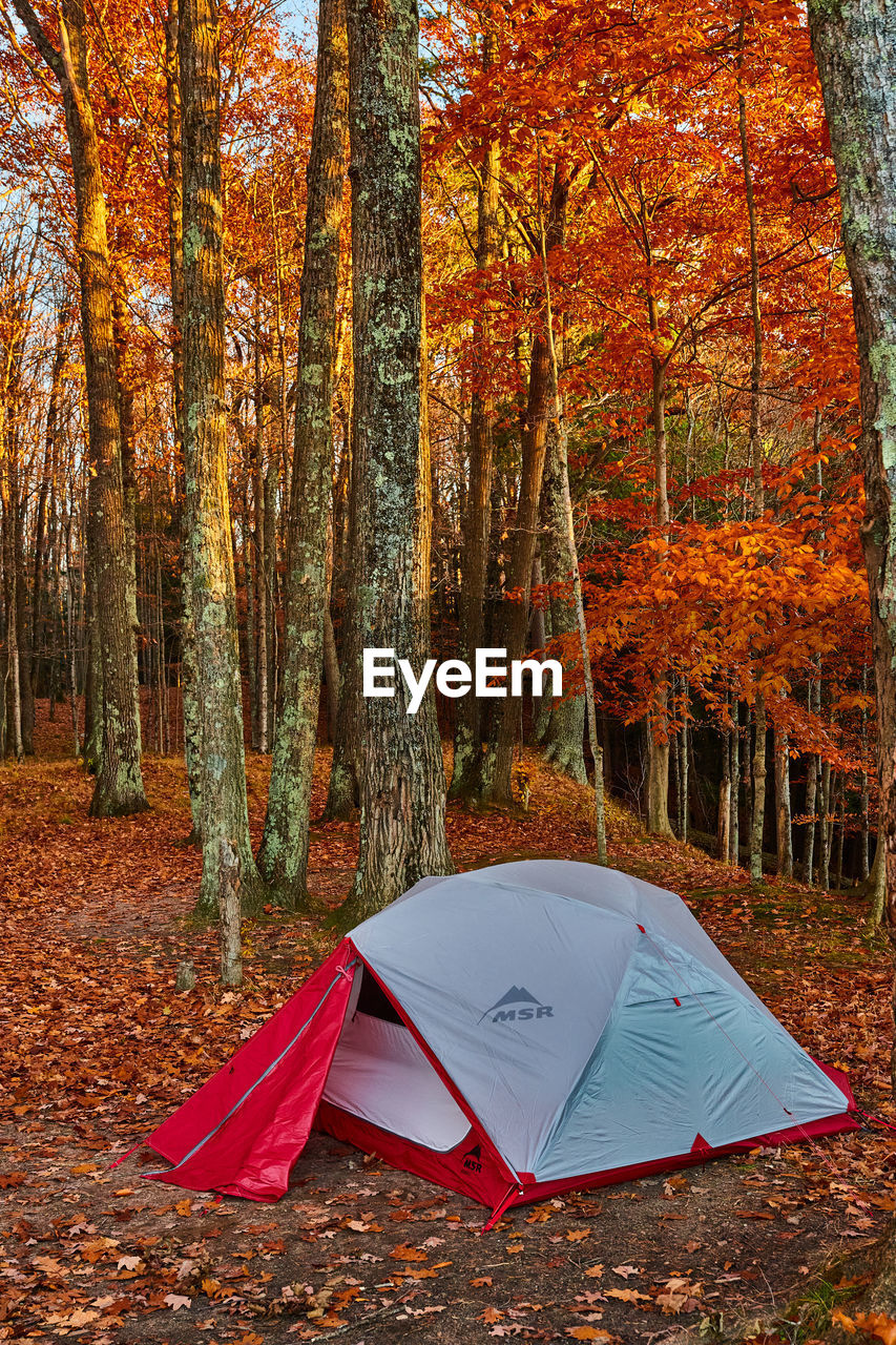 autumn, tree, forest, land, plant, nature, leaf, woodland, beauty in nature, plant part, scenics - nature, tranquility, orange color, tent, tree trunk, camping, tranquil scene, trunk, non-urban scene, environment, landscape, no people, red, idyllic, outdoors, day, state park, pine woodland, grove, leisure activity, wilderness, adventure, travel destinations, multi colored, remote, travel, vacation, pinaceae, trip, autumn collection