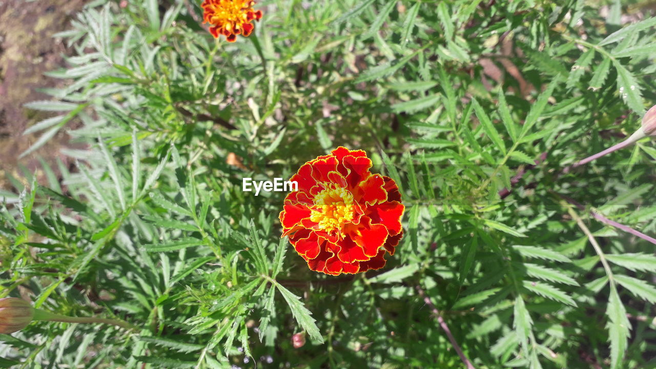 CLOSE-UP OF RED FLOWERING PLANTS