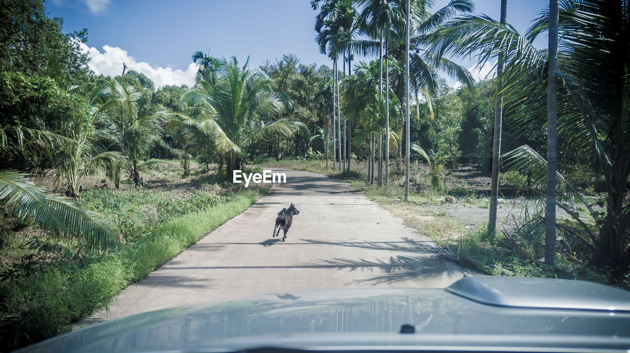 Road amidst field seen through car windshield