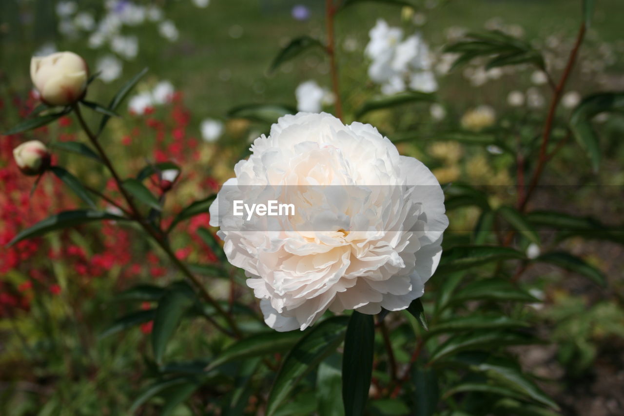 CLOSE-UP OF WHITE ROSE AGAINST PLANTS