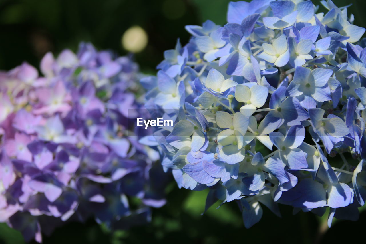 Close-up of purple flowering plants