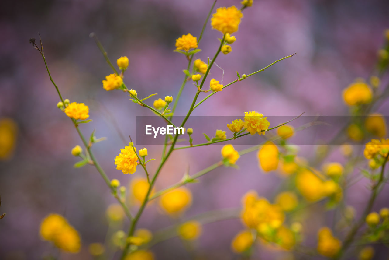 CLOSE-UP OF YELLOW FLOWERING PLANTS ON LAND