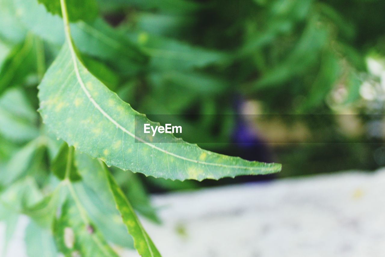 CLOSE-UP OF FRESH GREEN LEAF