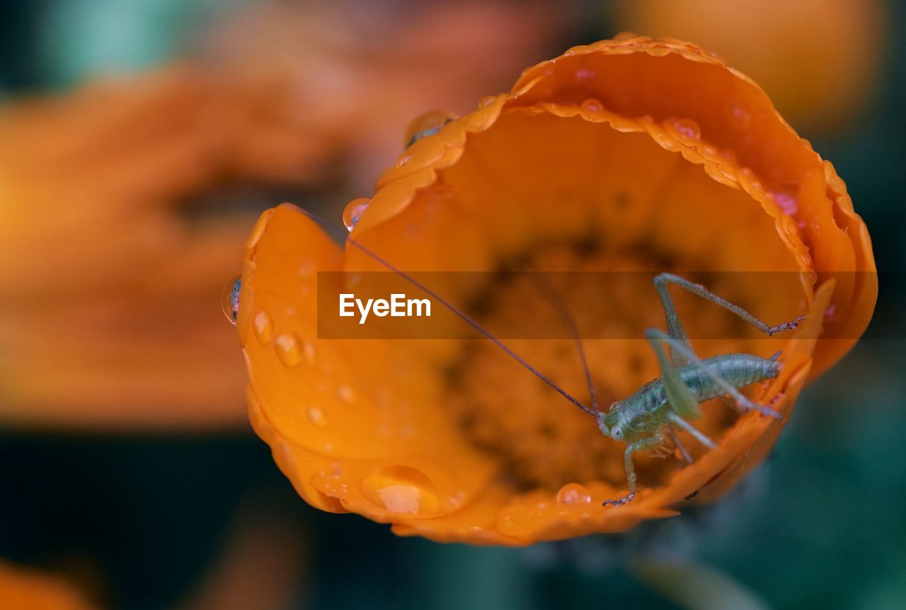Close-up of wet orange flower with green insect