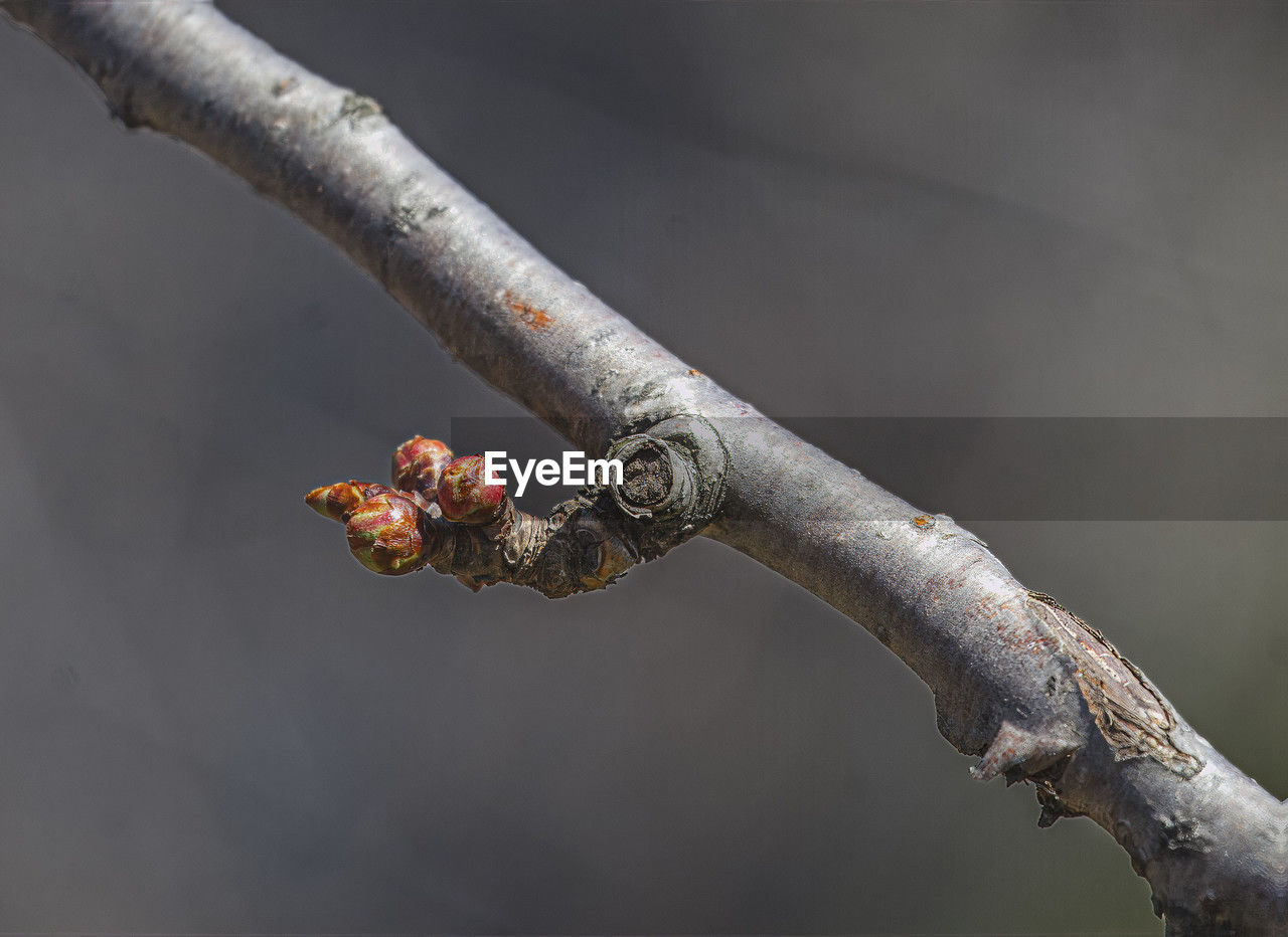 branch, close-up, twig, macro photography, tree, nature, animal, animal themes, no people, plant stem, plant, focus on foreground, animal wildlife, one animal, outdoors, day, reptile, leaf, wildlife