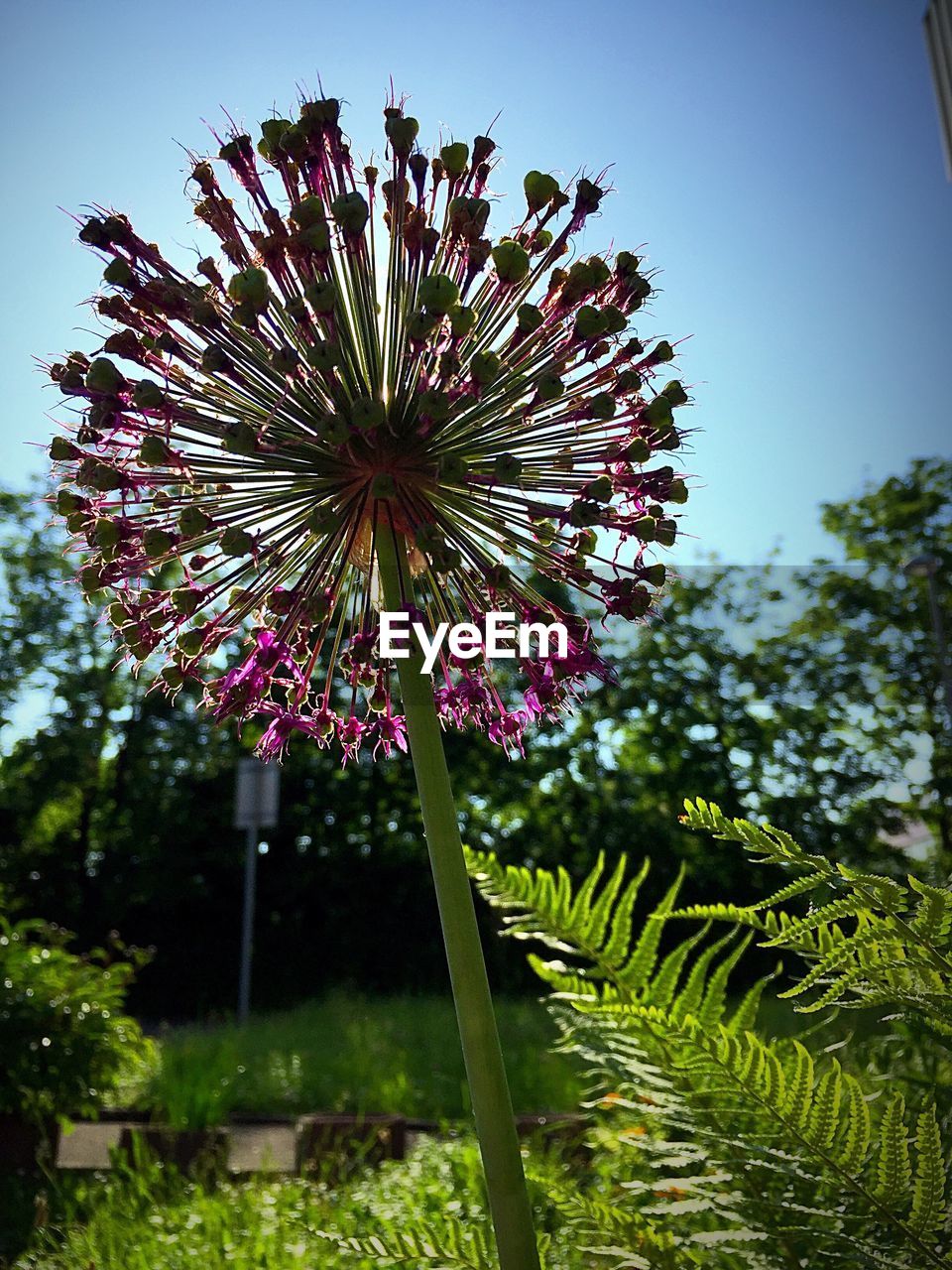 LOW ANGLE VIEW OF PINK FLOWERS BLOOMING ON TREE