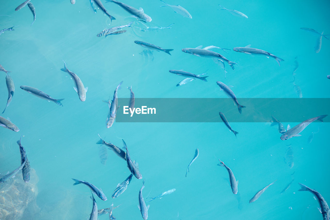 VIEW OF FISH SWIMMING UNDERWATER