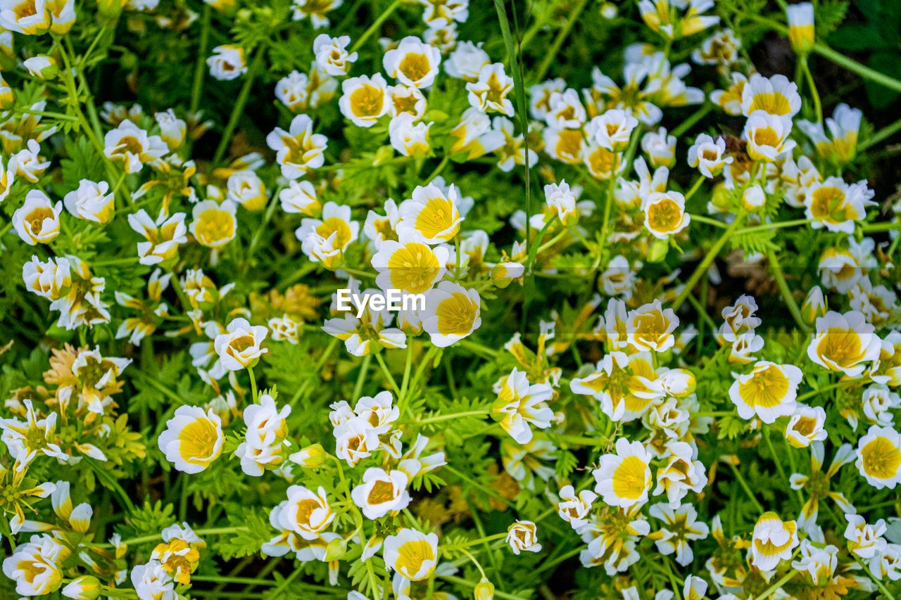 high angle view of white flowering plants