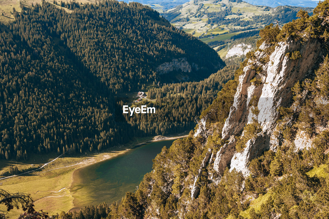 HIGH ANGLE VIEW OF TREES ON LANDSCAPE