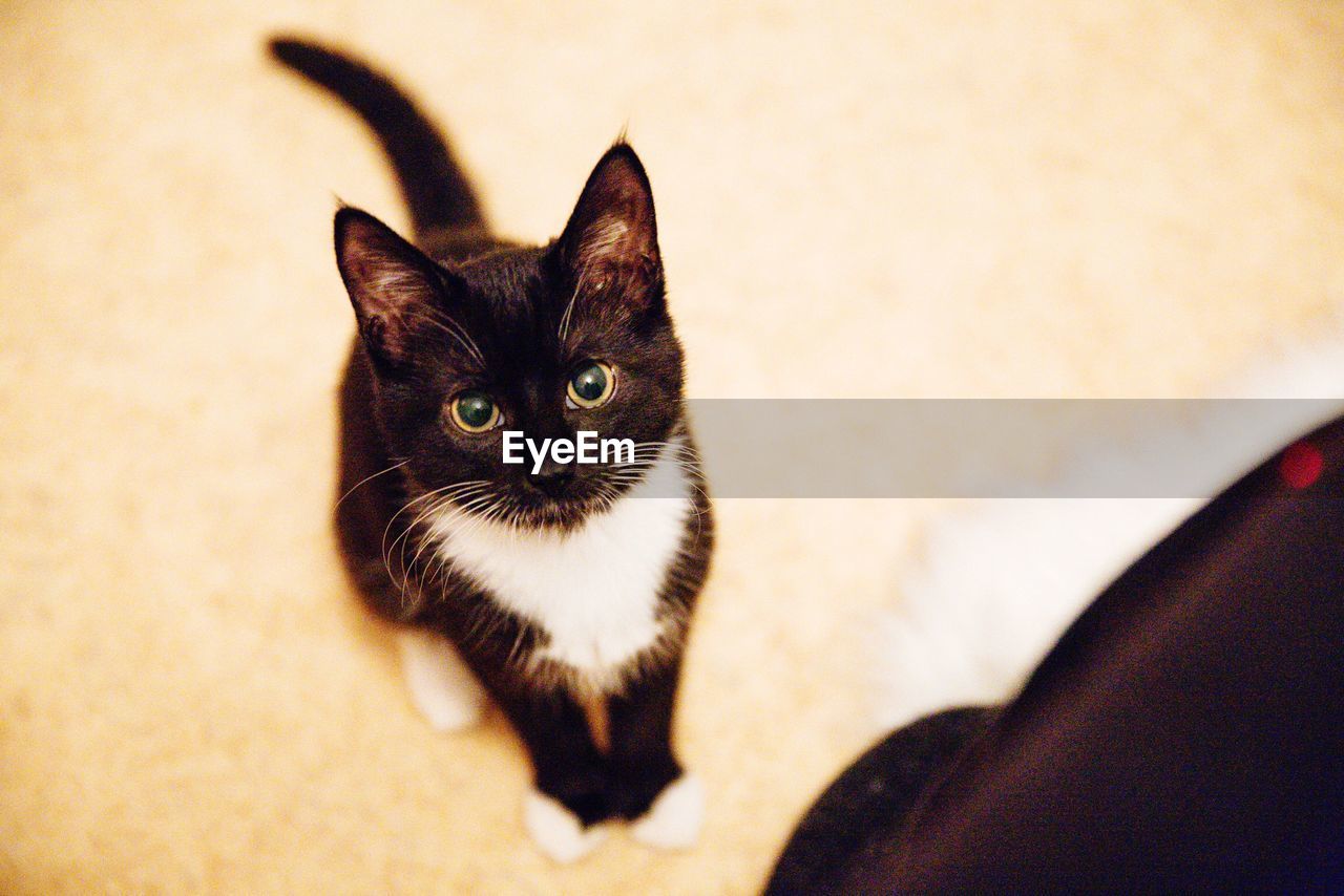 HIGH ANGLE VIEW OF BLACK CAT SITTING