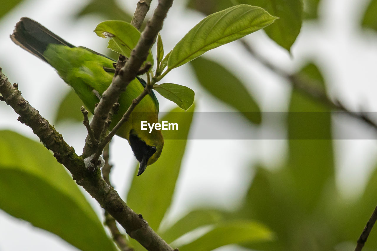 LOW ANGLE VIEW OF GREEN PLANT