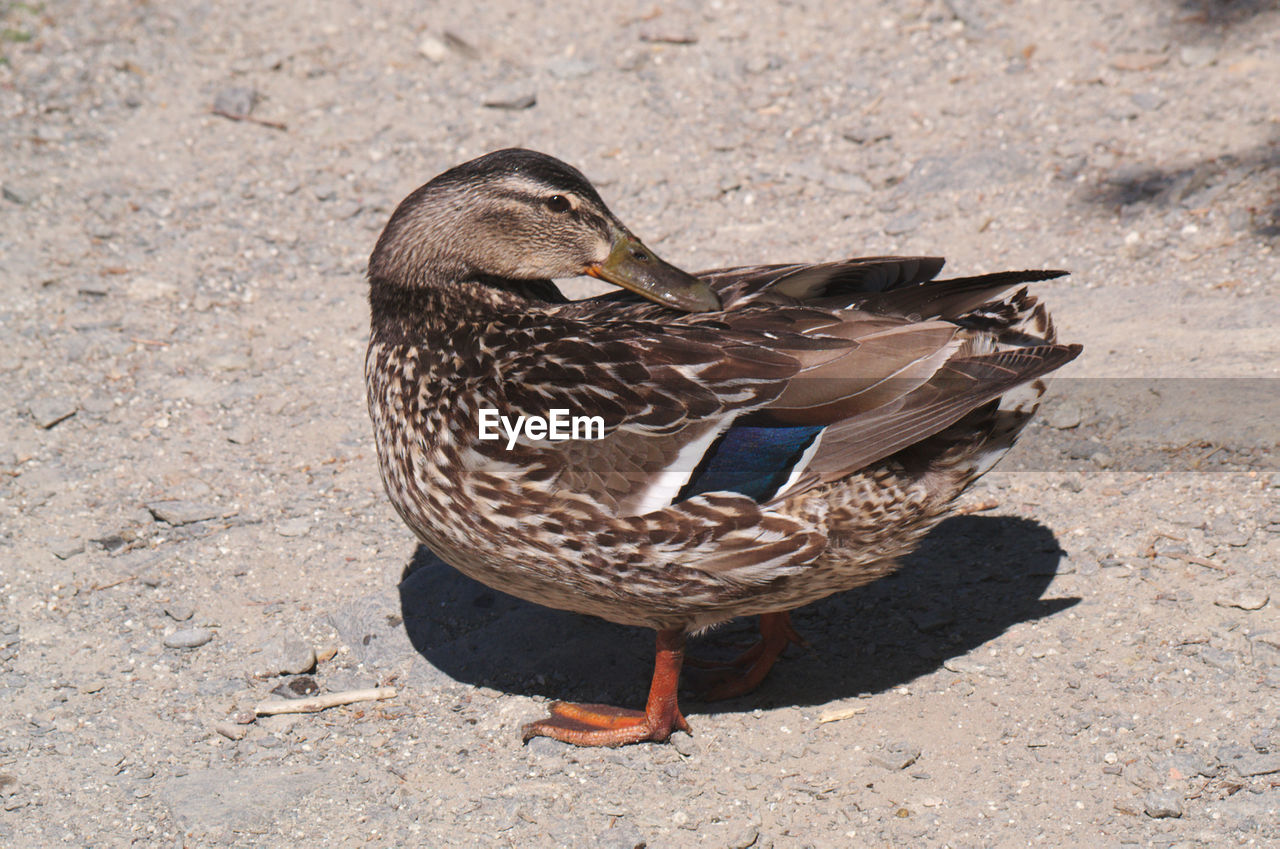 Close-up of mallard duck