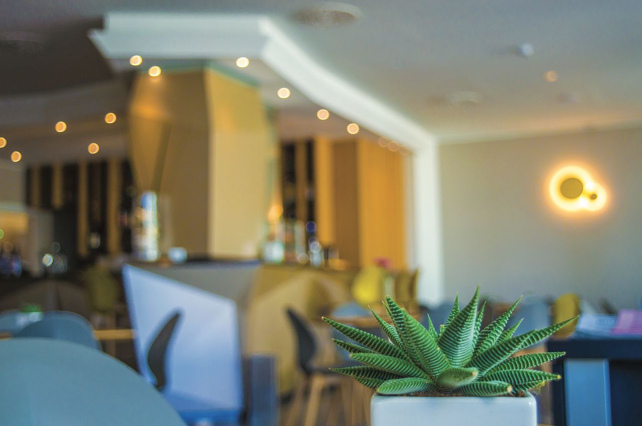 Close-up of illuminated potted plants on table in restaurant