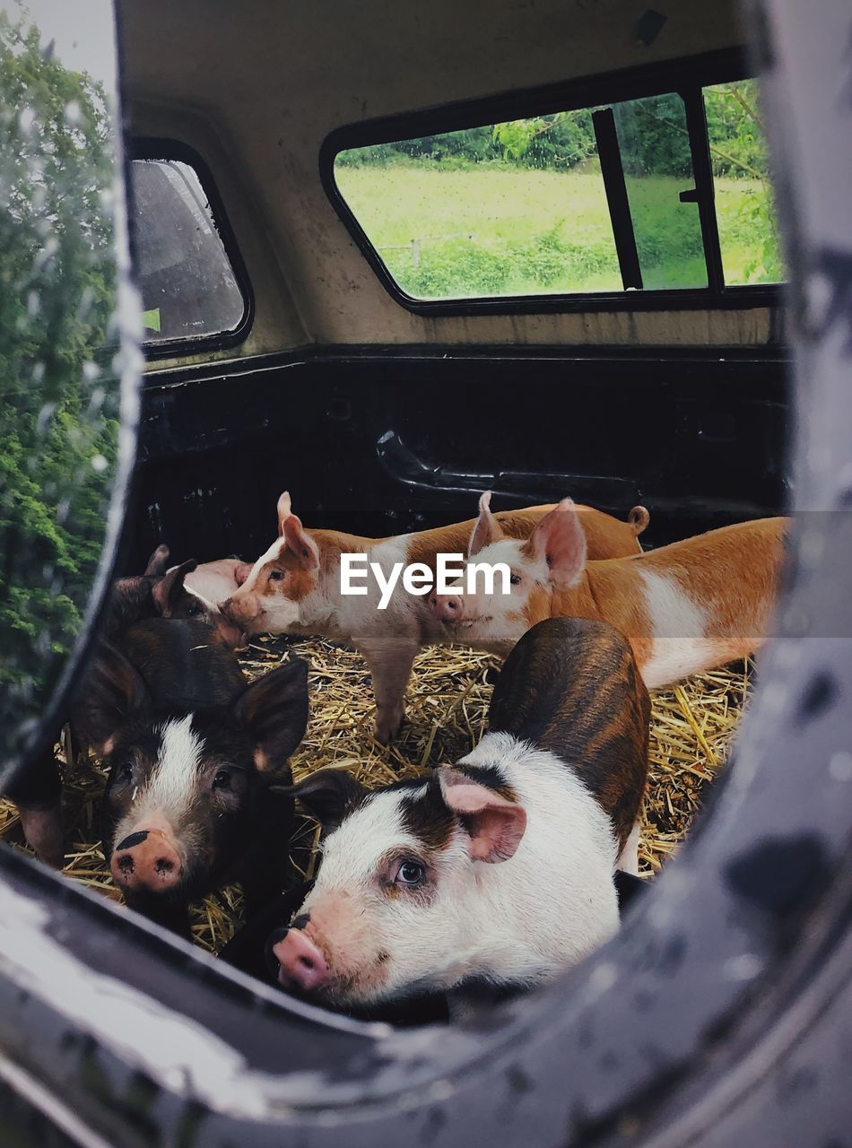 Pigs in a car