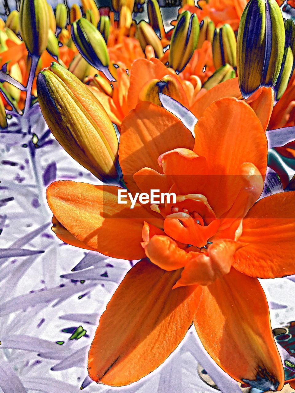 CLOSE-UP OF ORANGE FLOWERS