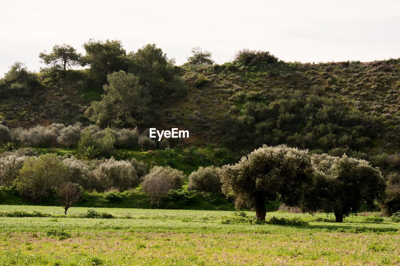 SCENIC VIEW OF TREES ON FIELD