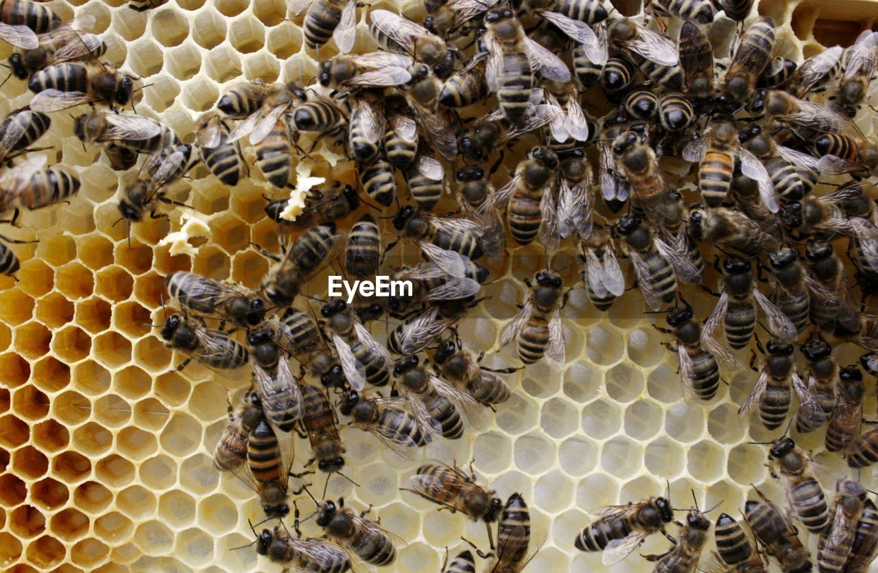 HIGH ANGLE VIEW OF BEES ON A WALL