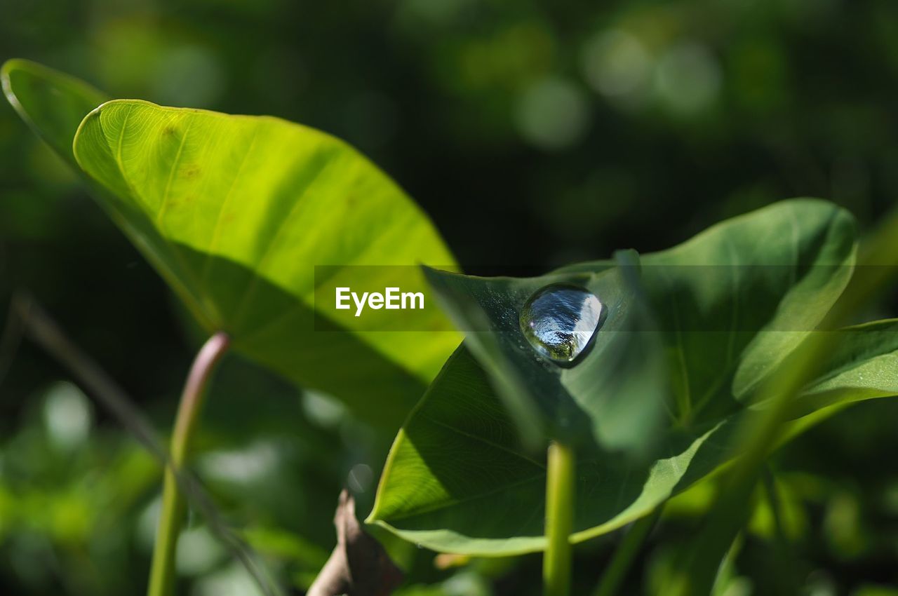 CLOSE-UP OF WATER DROPS ON PLANT LEAVES