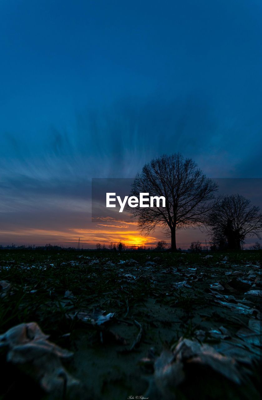 BARE TREE ON FIELD AGAINST SKY DURING SUNSET