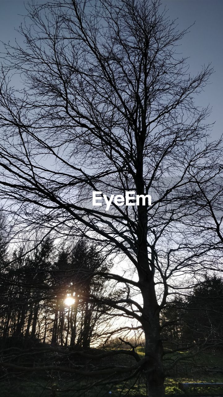 BARE TREES IN FOREST