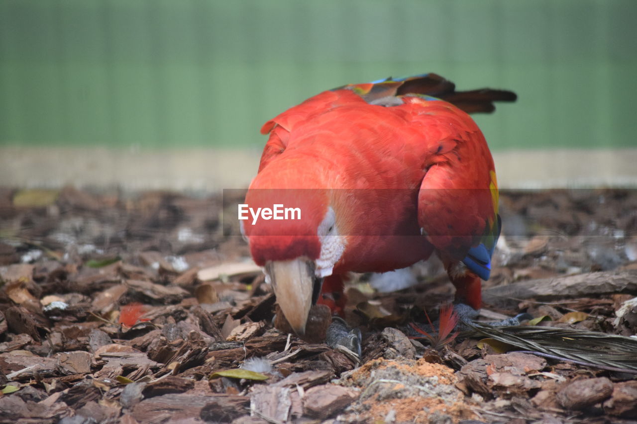 Close-up of red parrot picking stone