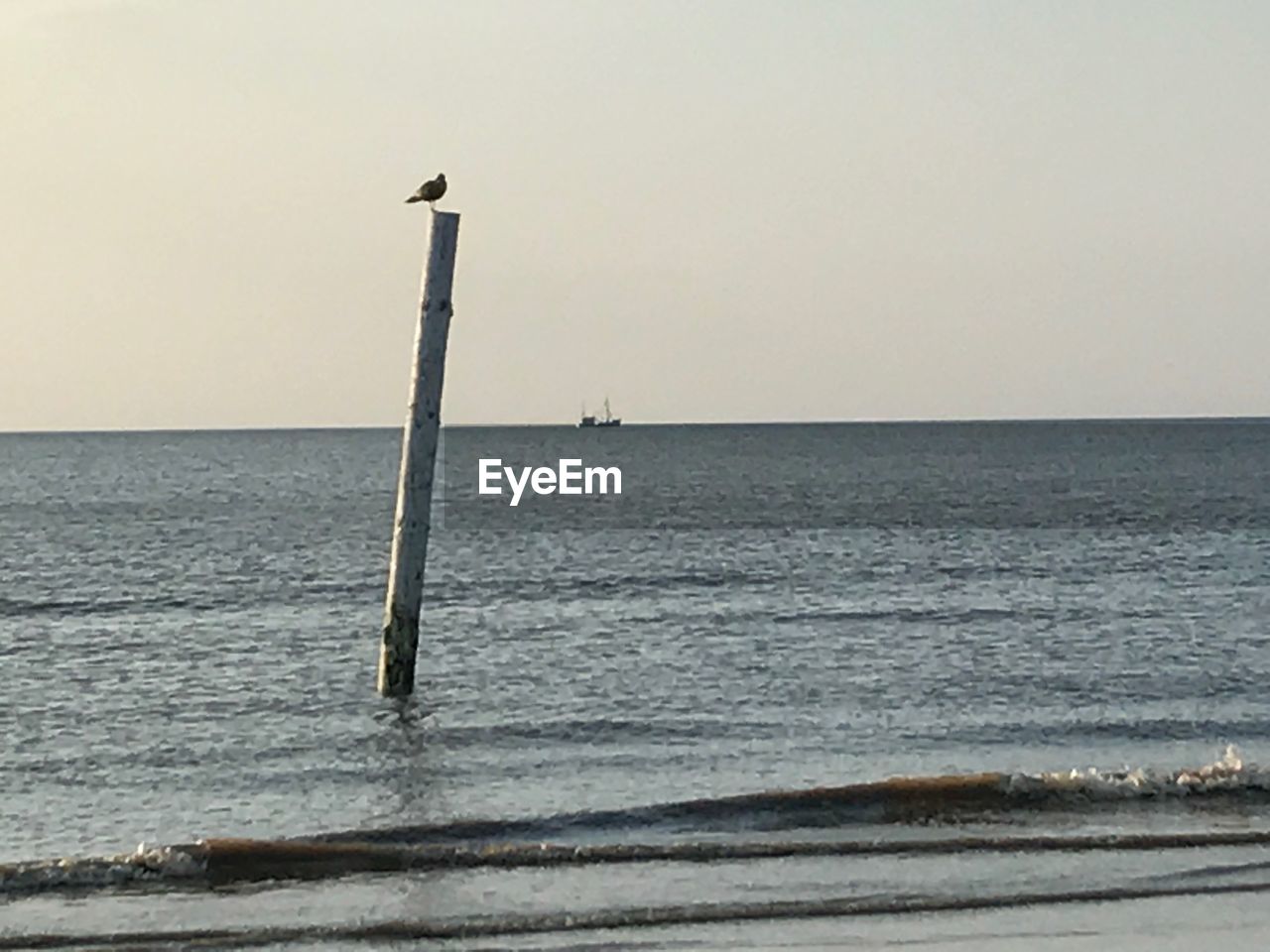 VIEW OF BIRD ON WOODEN POST IN SEA AGAINST CLEAR SKY