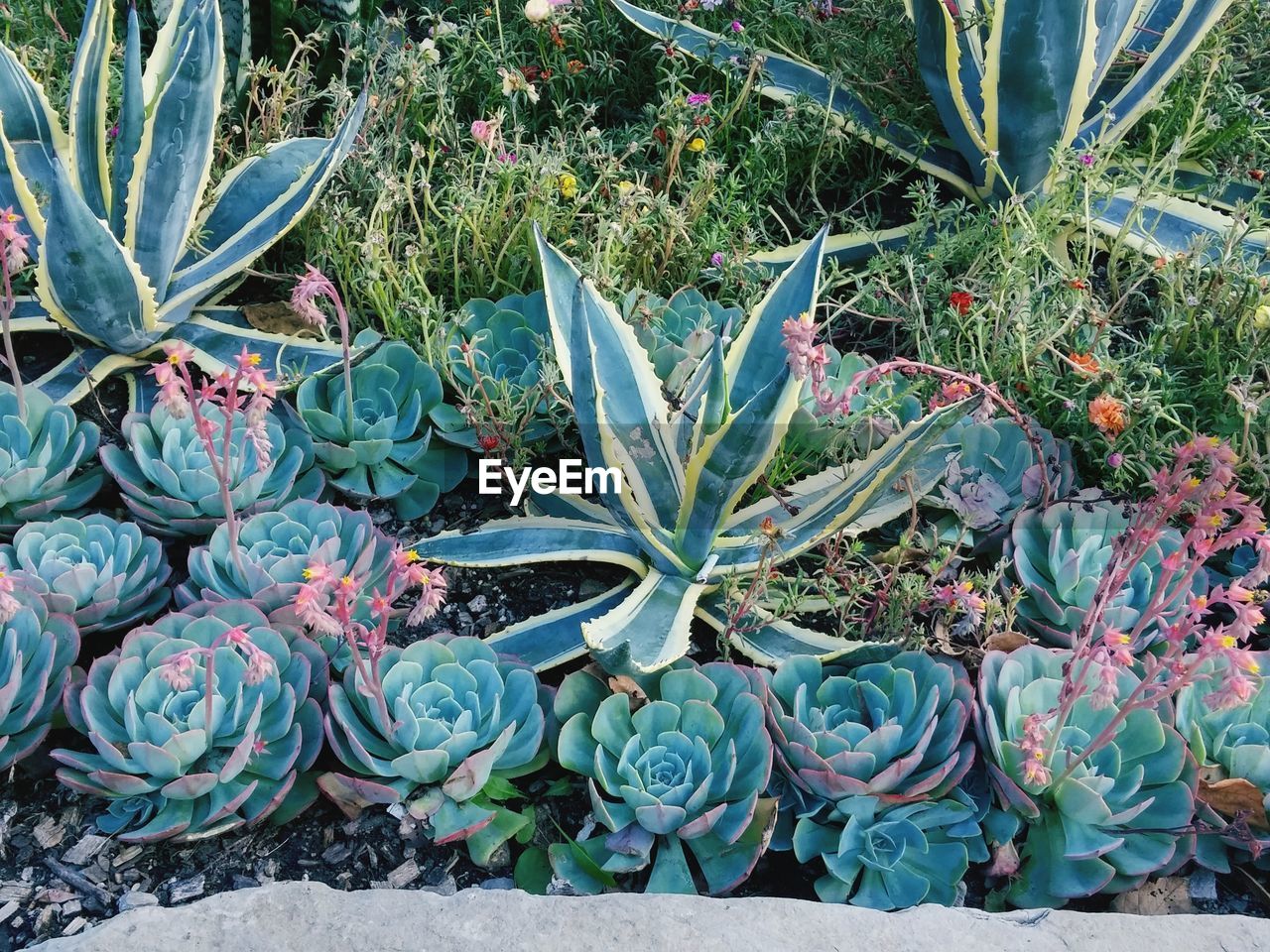 Close-up of plants