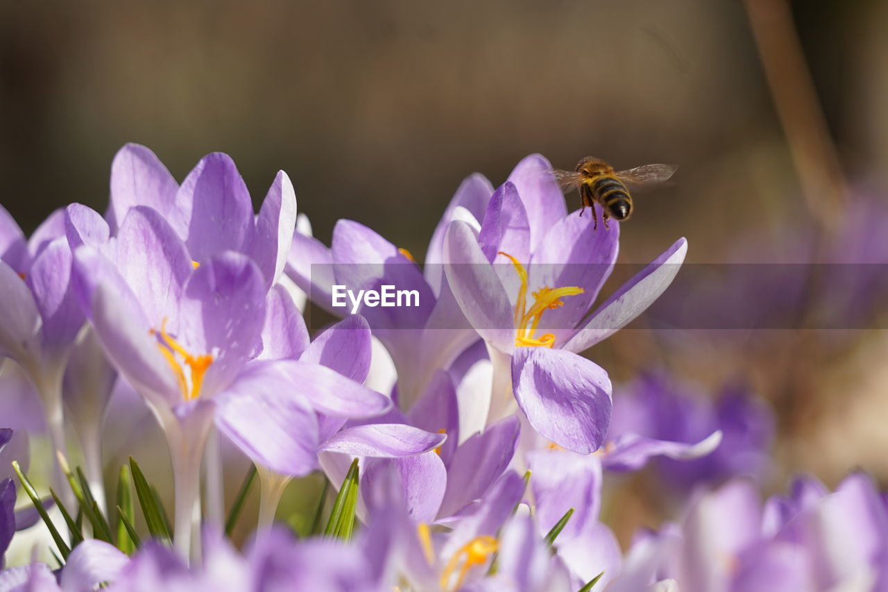 Close-up of purple crocus flowers with flying bee