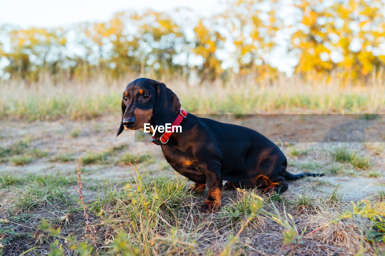 DOG LOOKING AWAY ON LAND