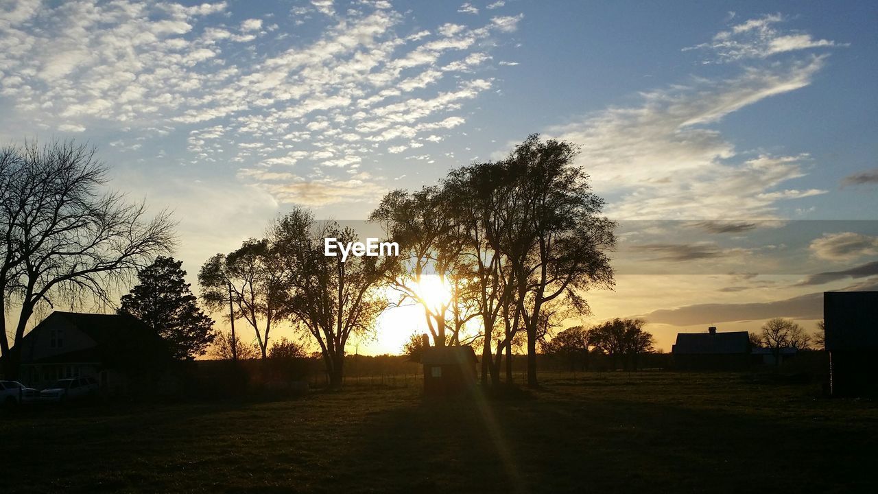 Trees on countryside landscape